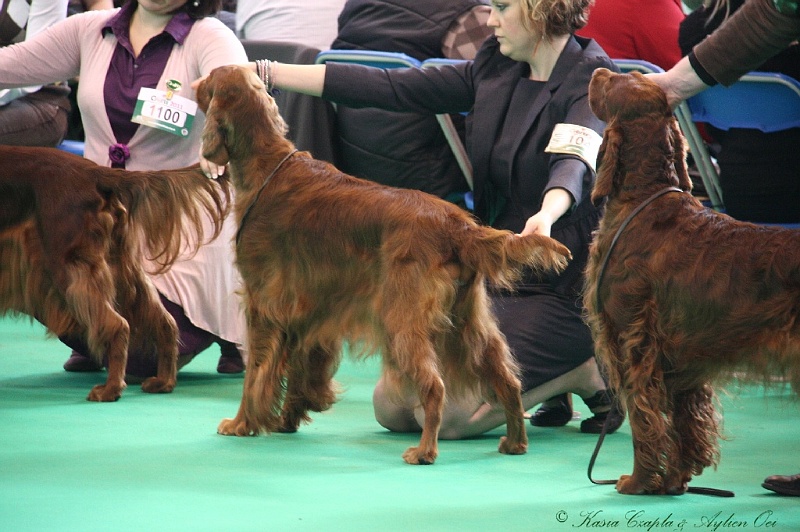 Crufts2011 768.jpg